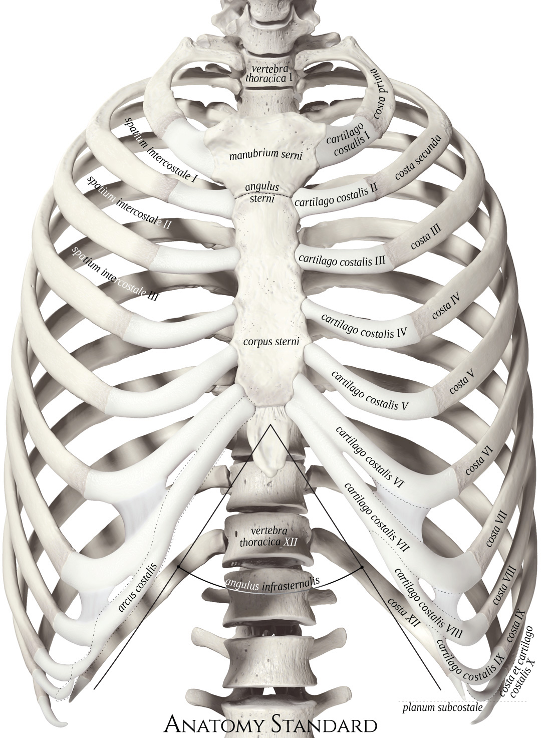 Anatomy Standard Drawing Thoracic Cage Anterior View Latin Labels